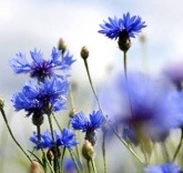 Cornflower Floral Water soothing sensitive eye contours.