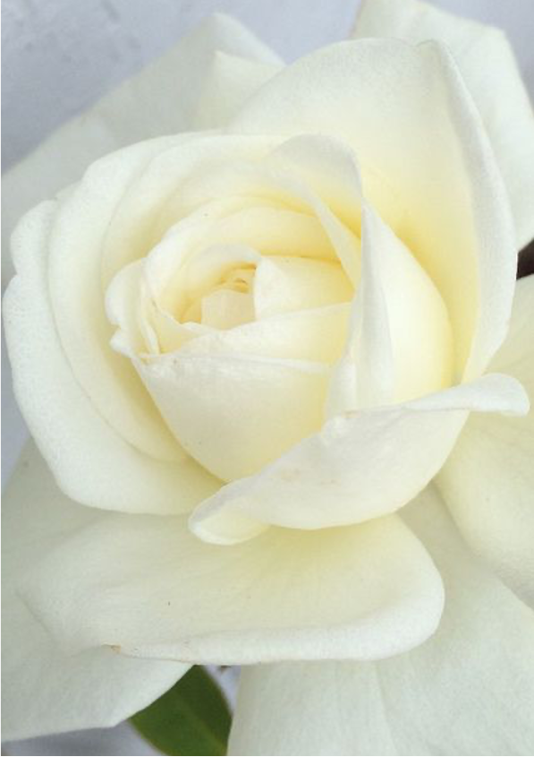 White Rose Stem Cell Technology supporting cellular longevity and youthful-looking skin.